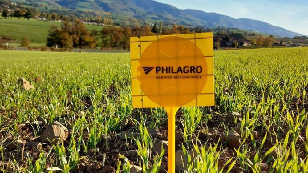 Les pièges sont constitués de deux plaques engluées permettant de détecter la présence de pucerons et de cicadelles dès la levée des céréales. © PHILAGRO